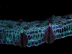 Строение клетки различных организмов