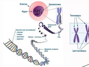 7 Клетка - генетическая единица живого