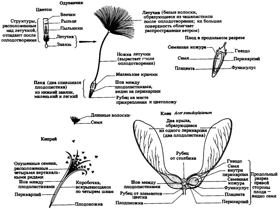 Плоды клена схема