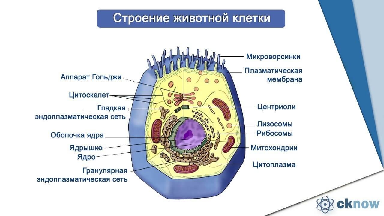 Органоиды клетки схема клетки