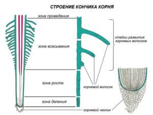 Rostlinné orgány: kořen