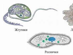 Características generales y estructura del tipo de protozoos ¿Qué funciones realizan los orgánulos de los protozoos?