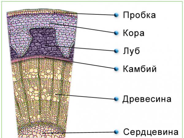 Stem. Structure of stem