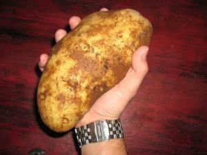 Добив на картофи