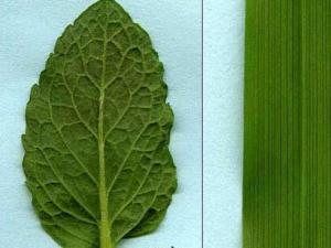 Monokotel bitkiler: özellikleri, özellikleri, anlamı