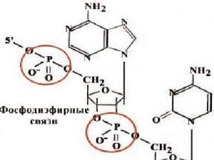 DNKning kimyoviy sintezi
