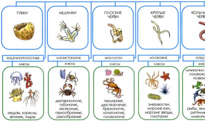 Classification of the animal world