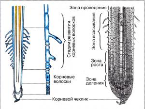 Raíces de las plantas.  Tipos de sistema radicular.  Funciones de la raíz.  Zonas radiculares.  Modificación de raíces