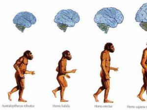 The main stages of the evolution of man