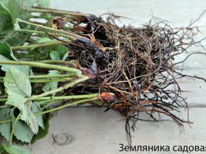 Perennial care: how it depends on the root system