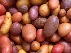 What is the potato yield per 1 hectare in Russia?