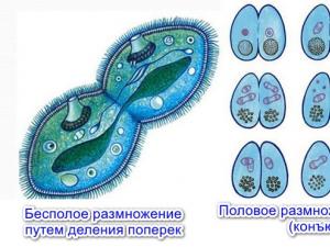 Slipper ciliates: external and internal structure, nutrition, reproduction, significance in nature and human life