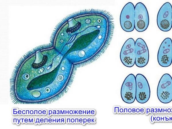 Інфузорія-туфелька: зовнішню і внутрішню будову, харчування, розмноження, значення в природі і житті людини
