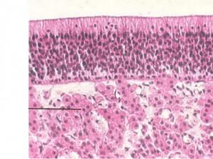 İnsan solunum organlarının yapısının ve fonksiyonlarının özellikleri