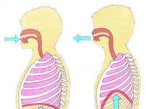 Breathing is... Structure and functions of the respiratory organs