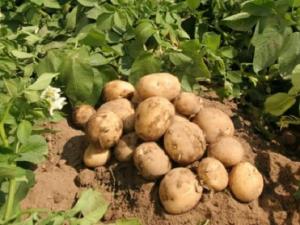 How to increase the potato yield from 1 hectare in a home garden?