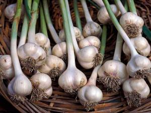 What is the yield of garlic from 1 hectare and 1 hundred square meters?