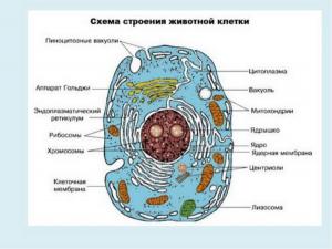 Canlı hücrenin yapıları