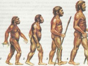 Main stages of human evolution