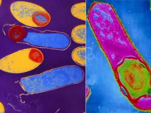 Spore in sporulacija v življenju bakterij