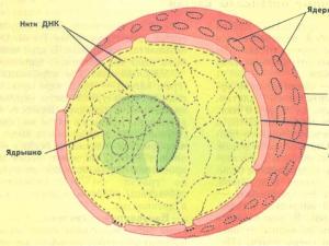Rastlinska celica - vzorec z znaki