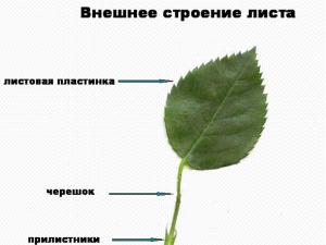 ครูชีววิทยา - ใบไม้