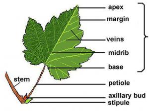 Features of leaf structure