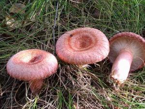 Jedlé a jedovaté houby kloboukové