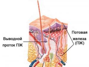 Description of the glands of human external, internal and mixed secretion
