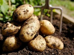 What is the potato yield from 1 hectare of land?